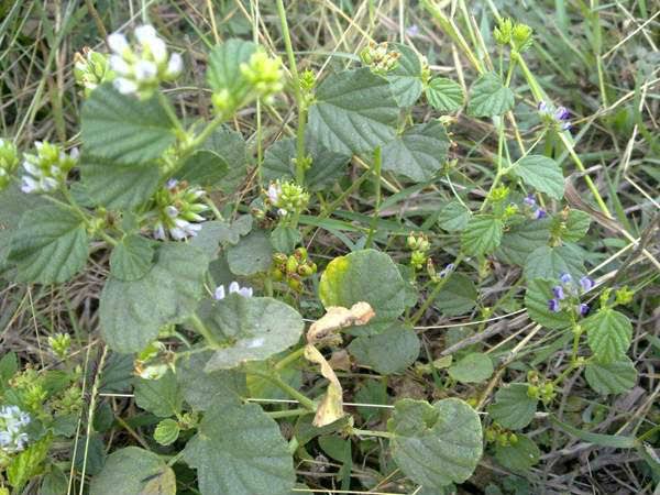 ಬಕುಚಿ ಎಣ್ಣೆ: