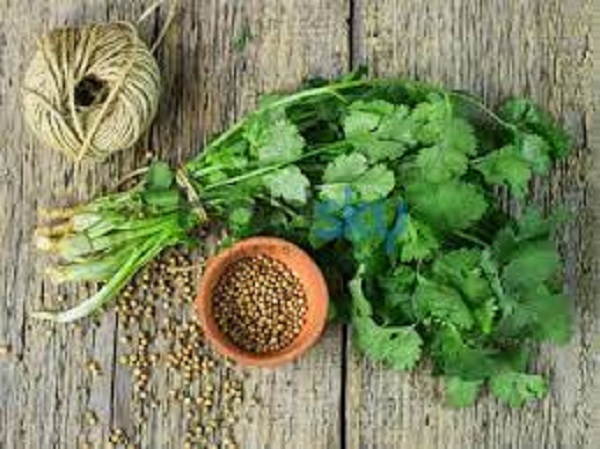 2. ಕೊತ್ತಂಬರಿ ಸೊಪ್ಪು