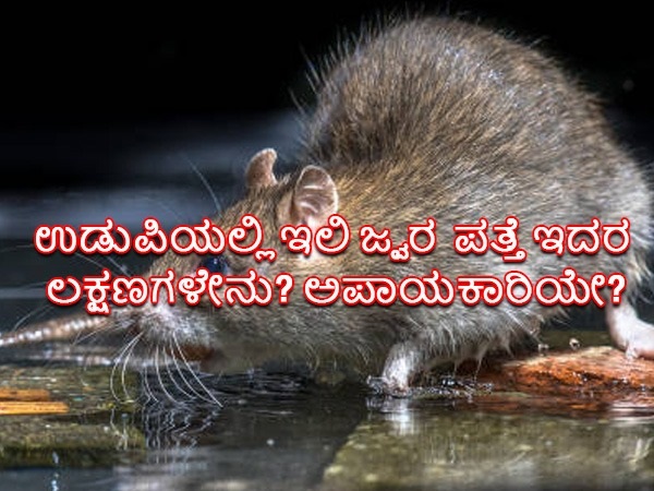 ಇಲಿ ಜ್ವರ ಹೇಗೆ ಬರುತ್ತದೆ?