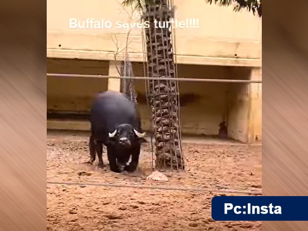 Buffalo Helps Turtle By Flipping It Over ; video goes viral