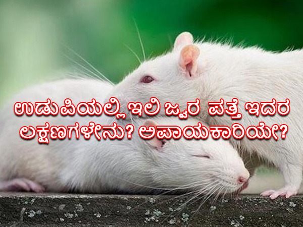 ಇಲಿ ಜ್ವರದ ಲಕ್ಷಣಗಳೇನು?