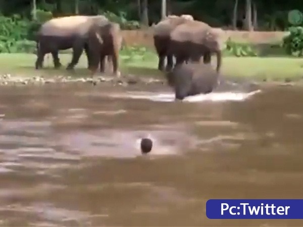 Baby Elephant Saves Man From Drowning in River: Video Viral