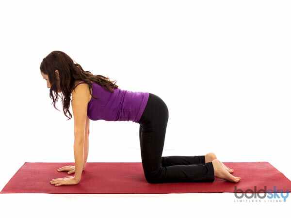 5. ಚಕ್ರವಾಕಾಸನ (ಬೆಕ್ಕು-ಹಸು)