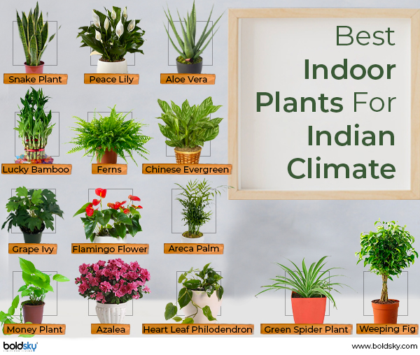 ಗಿಡಗಳಿಂದ ಖಿನ್ನತೆ ಮತ್ತು ಒತ್ತಡದಿಂದ ಬಿಡುಗಡೆ ಹೊಂದಬಹುದು