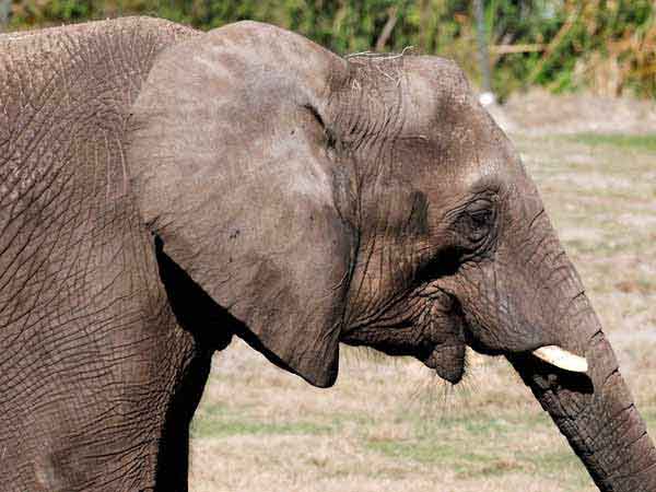 2. ಮೂರು ಜಾತಿಯ ಆನೆಗಳಿವೆ