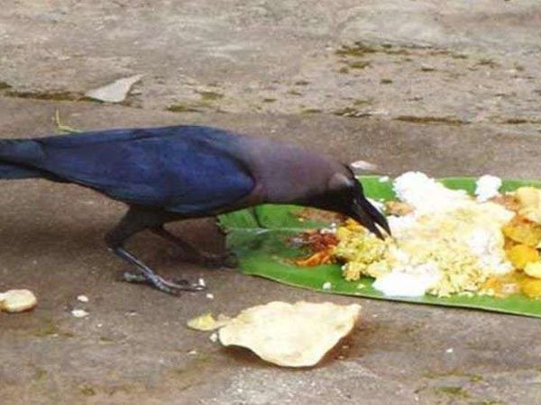 ಶ್ರಾದ್ಧ ಆಹಾರ ಮೊದಲು ಕಾಗೆಗೆ ಬಡಿಸಬೇಕು
