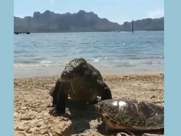 Viral Video : Komodo Dragon Eats Turtle And Wears Its Shell like a Hat