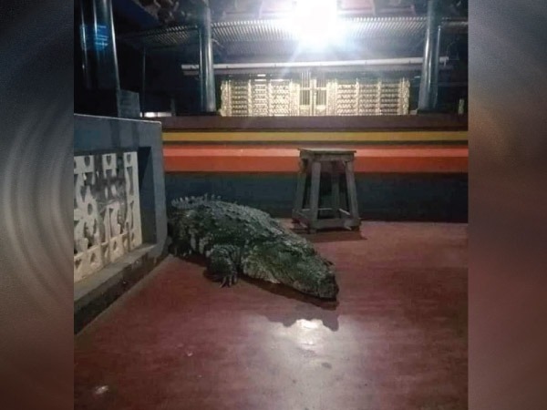  ಈ ಹಿಂದೆ ಬ್ರಿಟಿಷ್‌ ಅಧಿಕಾರಿಯೊಬ್ಬ ಮೊಸಳೆ ಕೊಂದಿದ್ದಕ್ಕೆ ತಕ್ಕಶಾಸ್ತಿಯಾಗಿತ್ತು