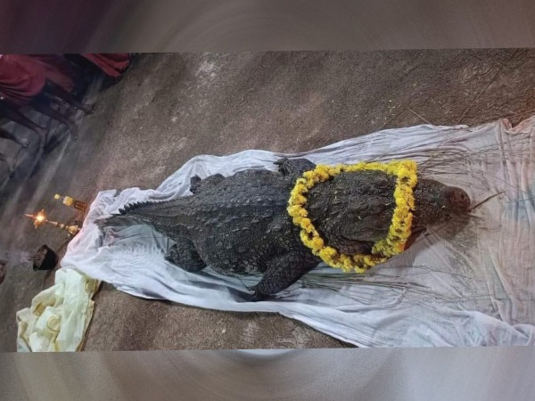 ಅನಂತಪದ್ಮನಾಭನಲ್ಲಿ ಐಕ್ಯವಾದ ಮೊಸಳೆ