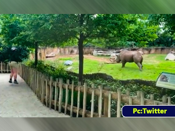 Rhinos Reaction After Seeing Keeper; Video Goes Viral 