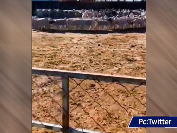 Huge flock of sheep has been walking in a circle for 12 days without stopping in China; Video Goes Viral 
