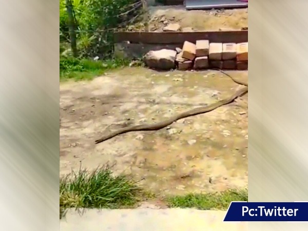 Snake steals footwear and rushes like a thief; video goes viral