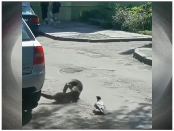 Two Cats Got Into A Fight, A Crow Started Its Fight; Video Goes Viral 