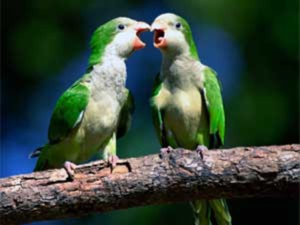 2. ಚಿಲಿಪಿಲಿ ಗಾನ ಸಕಾರಾತ್ಮಕ ಕಂಪನ ಹೆಚ್ಚಿಸುತ್ತದೆ