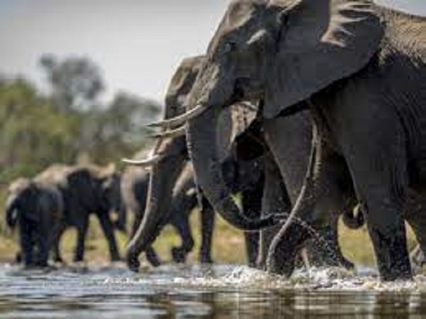 ಕನಸಿನಲ್ಲಿ ಆನೆ, ಹಸು, ನವಿಲು ಅಥವಾ ಗಿಳಿಯನ್ನು ನೋಡುವುದು ಕನಸಿನಲ್ಲಿ ಆನೆ, ಹಸು, ನವಿಲು ಅಥವಾ ಗಿಳಿಯನ್ನು ನೋಡುವುದು