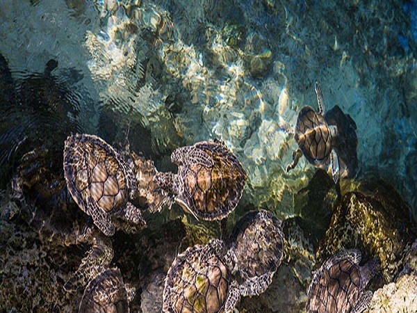 4. ಮರದ ಆಮೆ