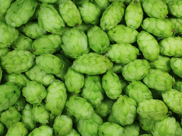 Worlds Costliest Vegetable Hop Shoots Sold at Rs 85,000 Per Kg; Know Health Benefits in Kannada