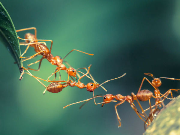 ಇರುವೆಯಿಂದ ಕ್ಯಾನ್ಸರ್‌ ಪತ್ತೆ ಹಚ್ಚೋದಕ್ಕೆ ಸಾಧ್ಯನಾ?