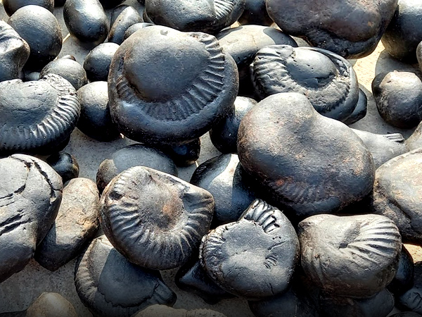  ಸಾಲಿಗ್ರಾಮ ಪವಿತ್ರವಾಗಿಡಬೇಕು