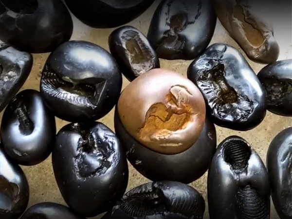 ಸಾಲಿಗ್ರಾಮ ಪೂಜೆಯಲ್ಲಿ ತುಳಸಿ ಕಡ್ಡಾಯ