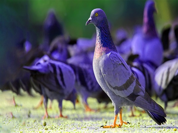 ಬೆಂಗಳೂರಿನಲ್ಲಿ ಹೆಚ್ಚಾಗುತ್ತಿದೆ ಪಾರಿವಾಳ ಸಂಖ್ಯೆ ಬೆಂಗಳೂರಿನಲ್ಲಿ ಹೆಚ್ಚಾಗುತ್ತಿದೆ ಪಾರಿವಾಳ ಸಂಖ್ಯೆ