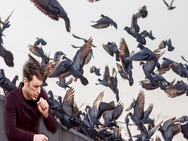 ಪಾರಿವಾಳ ಸಾಕುತ್ತಿದ್ದರೆ ಅಥವಾ ಮನೆಗೆ ಬರುತ್ತಿದ್ದರೆ ಶುಚಿತ್ವದ ಕಡೆಗೆ ಗಮನ ಹರಿಸಿ ಪಾರಿವಾಳ ಸಾಕುತ್ತಿದ್ದರೆ ಅಥವಾ ಮನೆಗೆ ಬರುತ್ತಿದ್ದರೆ ಶುಚಿತ್ವದ ಕಡೆಗೆ ಗಮನ ಹರಿಸಿ