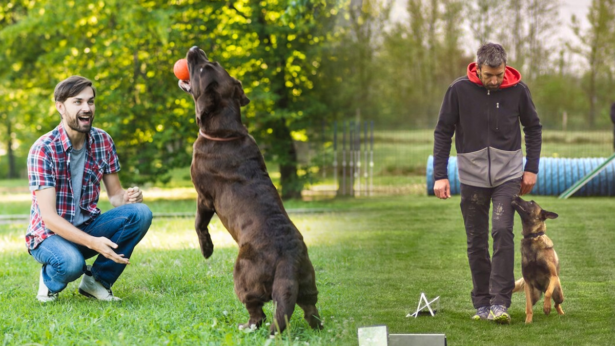 Training Tips for New Dog Owners in Kannada Training Tips for New Dog Owners in Kannada