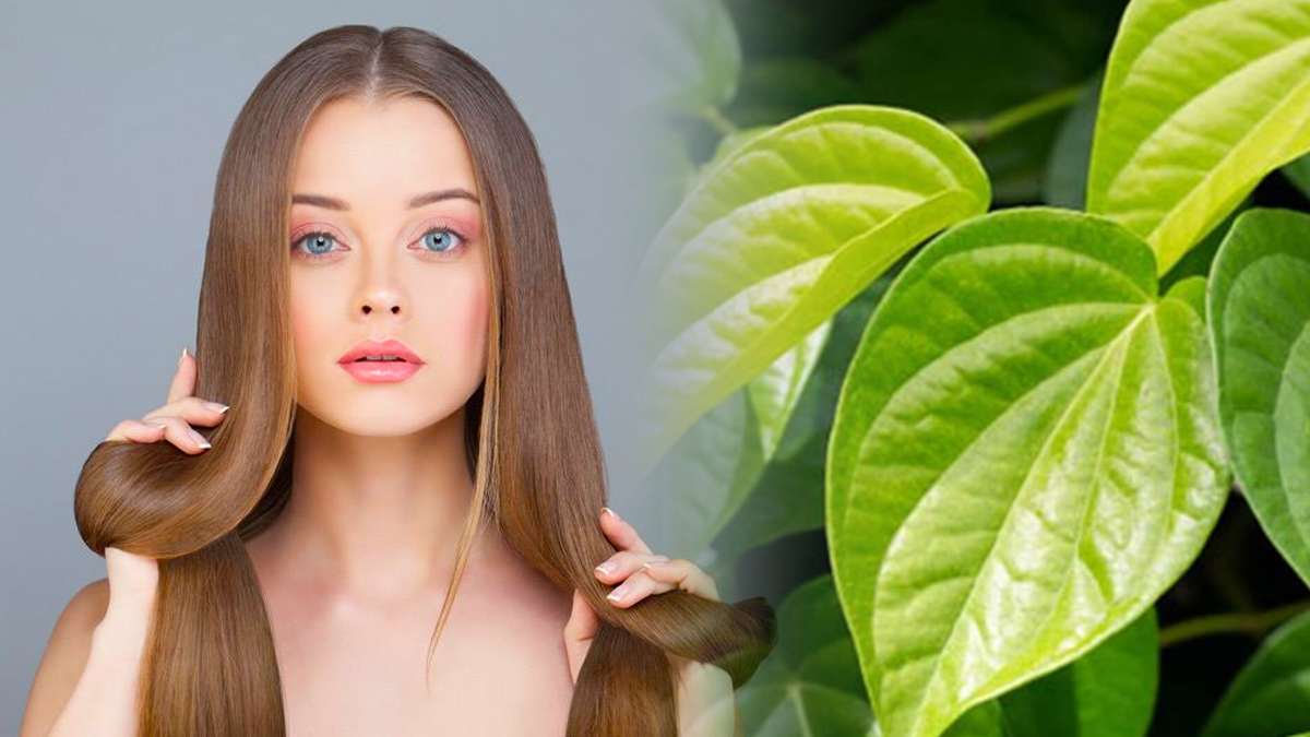 How To Use Betel Leaves For Hair Growth in Kannada How To Use Betel Leaves For Hair Growth in Kannada