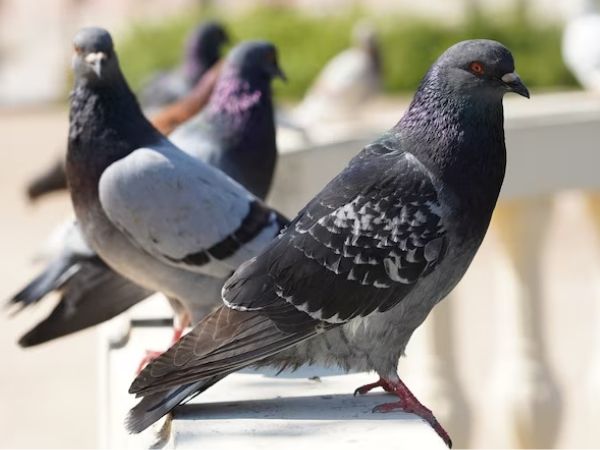 ನಗರ ಬದುಕಿನ ಪ್ರಮುಖ ಅಂಗವಾಗಿದೆ ಪಾರಿವಾಳ ನಗರ ಬದುಕಿನ ಪ್ರಮುಖ ಅಂಗವಾಗಿದೆ ಪಾರಿವಾಳ