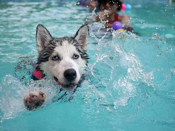 Heatwave : Cooling Foods Items To Feed Your Dogs In Summer Season In Kannada Heatwave : Cooling Foods Items To Feed Your Dogs In Summer Season In Kannada