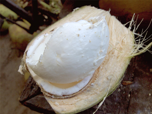 Heatwave : Health Benefits of Eating Coconut Malai in This Summer in Kannada