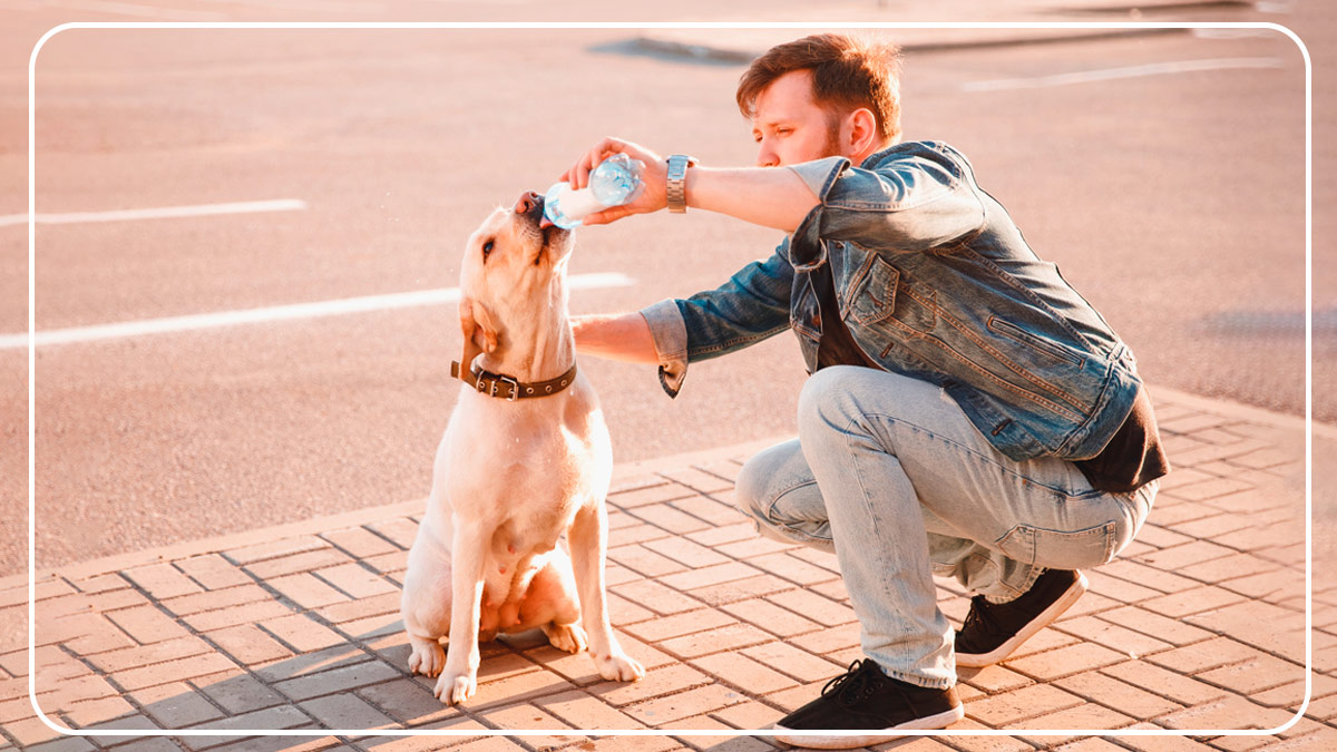 Heatwave: Tips to Protect Your Pets From Summer Heat in Kannada Heatwave: Tips to Protect Your Pets From Summer Heat in Kannada