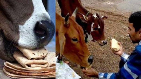 Positive Effects of Feeding Cows Based on Astrology in Kannada