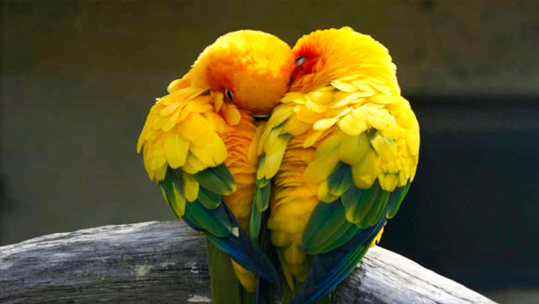 Vastu Shastra in Kannada: Try These Vastu Tips to Live A Peaceful Married Life With Loved One in Kannada