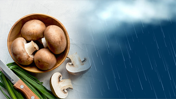Is It Safe To Eat Mushroom During Rainy Season In Kannada