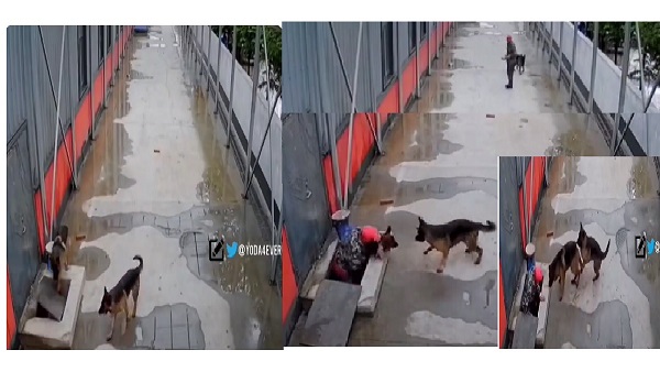 Heart Touching Cute Video