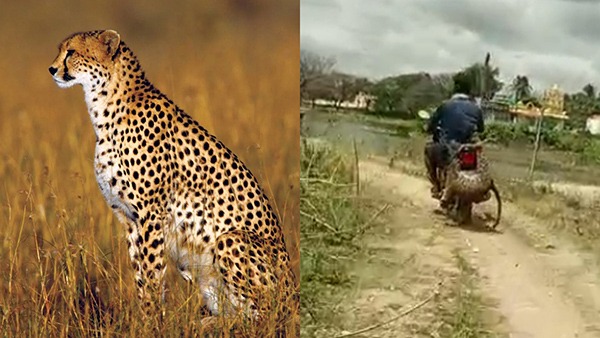 Hassan Man Riding Bike With a Cheetah