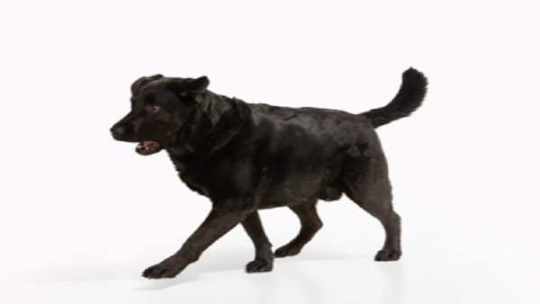 Astrological Benefits Of Petting Dog on Strengthening Shani and Ketu in Kannada Astrological Benefits Of Petting Dog on Strengthening Shani and Ketu in Kannada