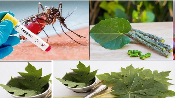 5 Home Remedies For Dengue Fever To Increase Platelet In Kannada