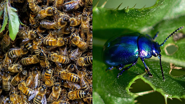Effective Ways To Getting Rid of monsoon insects and bugs in Kannada. 