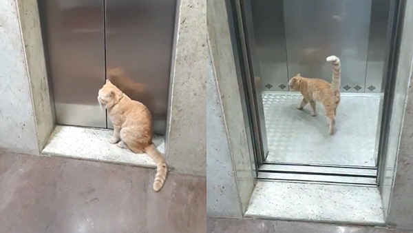 Cat Using Only Lift