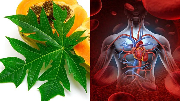 How To Increase Platelet Naturally In Kannada