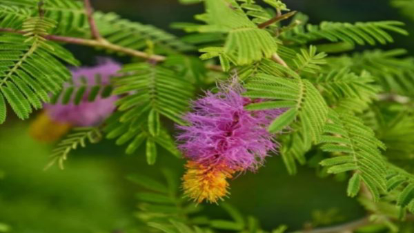 Shravan 2023: 5 Auspicious Plants You Must Have at home During Sawan Maas in Kannada