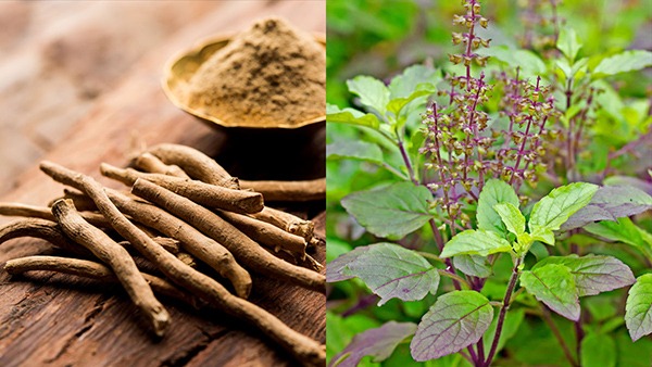 Tulsi Benefits