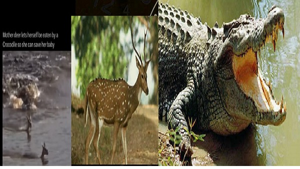 Mother deer viral video Mother deer viral video