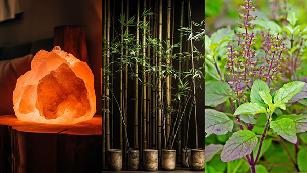 Things To Keep At Home That Bring Good Luck in Kannada. Things To Keep At Home That Bring Good Luck in Kannada.