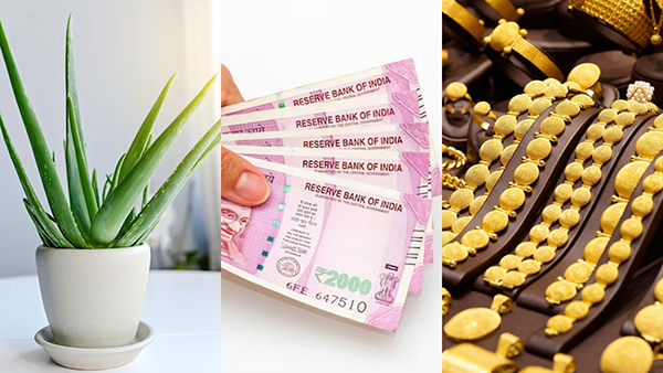 Aloe Vera Astro Remedies Vastu Tips For Aloe Vera Plant To Money Career And Love Life Problems in Kannada. Aloe Vera Astro Remedies Vastu Tips For Aloe Vera Plant To Money Career And Love Life Problems in Kannada.