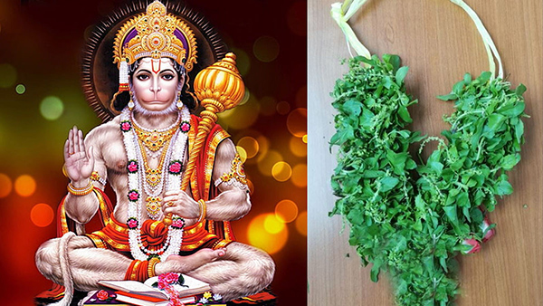 Why tulsi is offered lord hanuman know the story in Kannada. Why tulsi is offered lord hanuman know the story in Kannada.