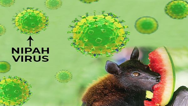 Nipah virus,