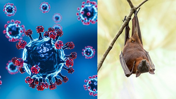 Nipha Virus In Kerala: